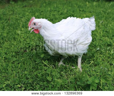 White broiler chicken walks on a green lawn