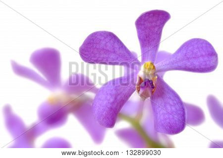 Purple mokara orchid from Central of Thailand