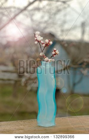 Cherry blossoms in full bloom. Сountry style.