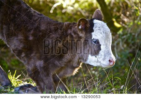 Baby Cow