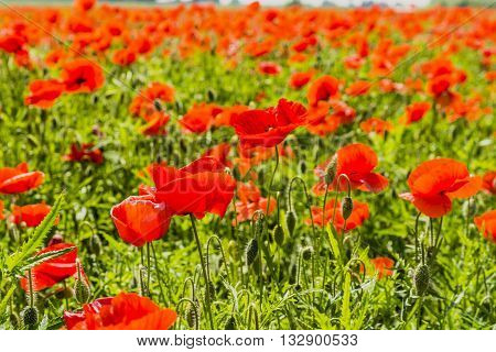 Field Of Poppies.