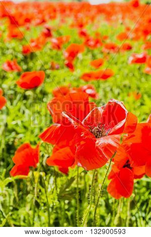 Red Blooming Poppy.