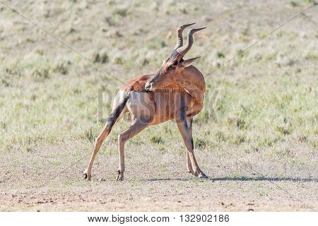 A Red Hartebeest Alcelaphus buselaphus caama trying to reach an itch