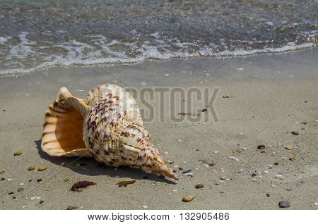 Shell in the sand on the beach