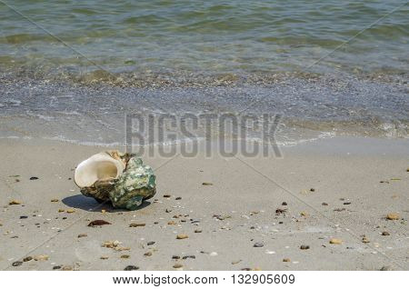 Large seashell Turbo Marmoratus on the beach