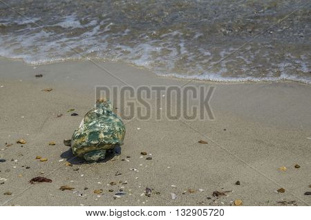 Large seashell Turbo Marmoratus on the beach