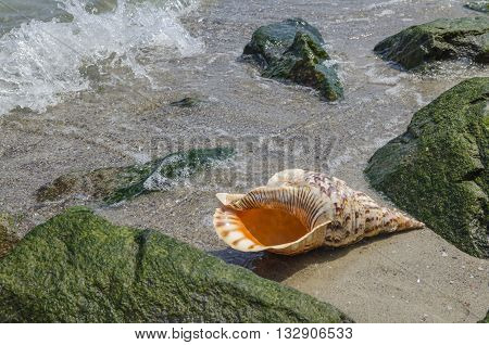 Shell in the sand on the beach with rocks