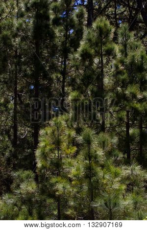 Forest of Pinus canariensis. Pine trees in Tenerife, road Pinolere to Teide