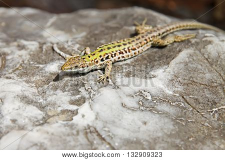 small lizard basking on a rock at solcne