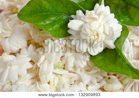 Jasmine (Other names are Jasminum Melati Jessamine Oleaceae) flowers placed on wooden board background