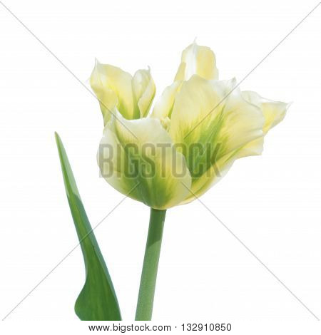 Viridiflora tulip flower isolated on white background