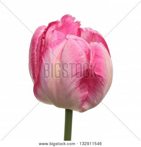 Pink Parrot tulip isolated on white background