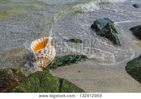 Shell in the sand on the beach with rocks