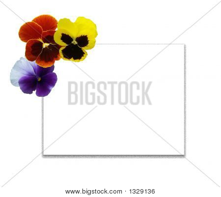  Pansies multicoloridos