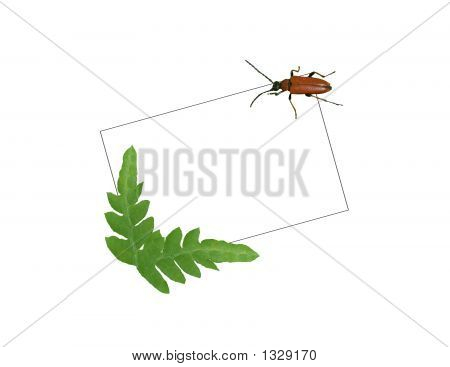  Cartão com o Bug e samambaia