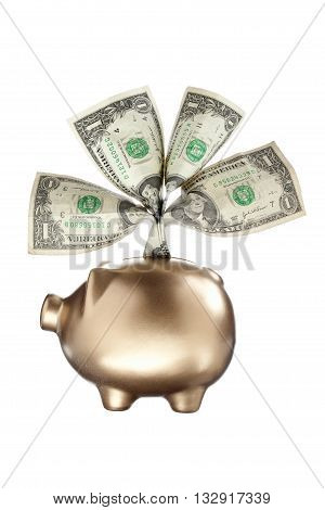 gold piggy bank and currency on white background
