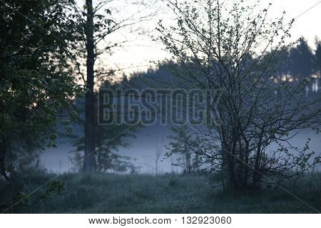 Dewy meadow in front of a forest in the early hazy spring morning