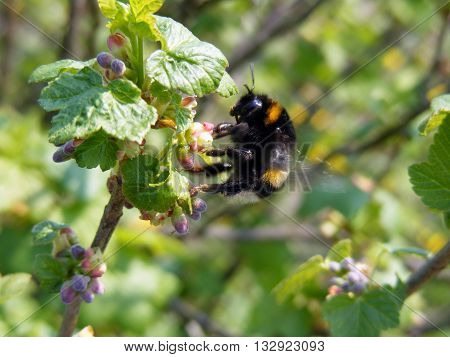 Bumblebee collecting nectar from blossoming currant at sunny summer day