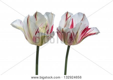 Viridiflora red and white tulips isolated on white background
