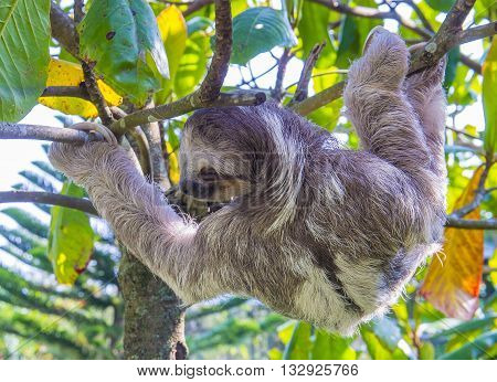 Sloth climbing a tree in costa rica rainforest