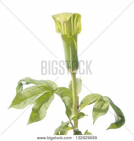 Arisaema isolated on white background. Arisaema robustum - medicinal plant on white background