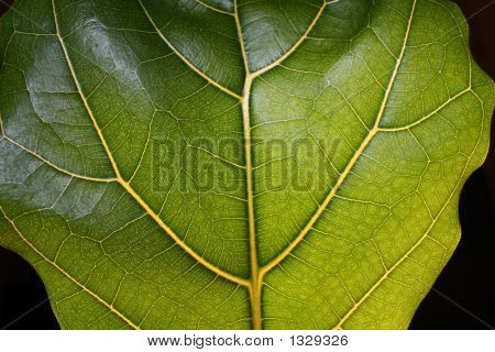 Rainforest Leaf