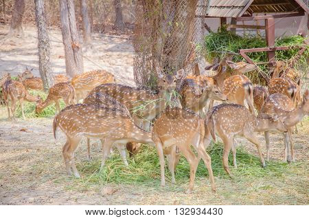 Spotted Deer Eating Grass. Chital.