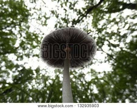 Pleated Inkcap (Parasola plicatilis) sometimes known as the Little Japanese Umbrella, growing under a canopy of oak trees