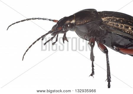 Ground beetle (Carabus granulatus) extreme closeup isolated on white background