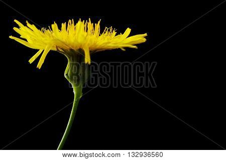 Yellow poisonous wildflower on black background as sonchus arvensis