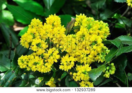Flowering Mahonia aquifolium. Mahonia aquifolium is a species of flowering plant in the family Berberidaceae, native to western North America.