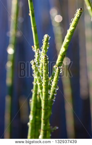 aquatic plant horsetail in forest lakein dew drops