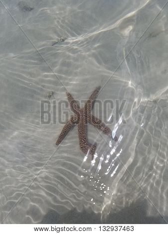 Starfish found in the shoals of the seaside