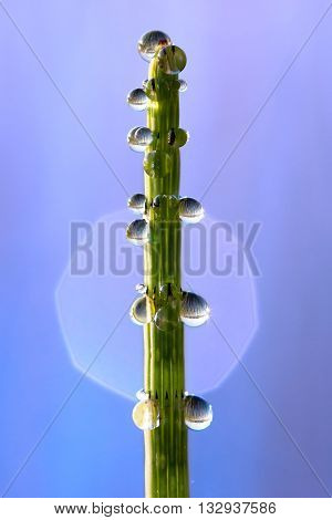aquatic plant horsetail in forest lakein dew drops