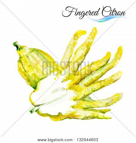Watercolor fingered citron isolated on white background