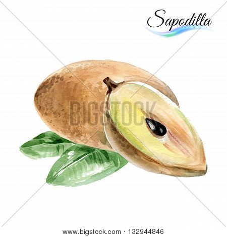 Watercolor fruit sapodilla isolated on white background