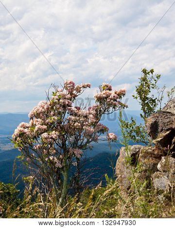 Mountain Laurel with a background of clouds