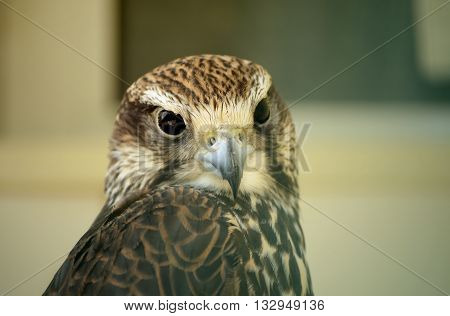 Saker falcon. Falco cherrug. Wild bird in the zoo.