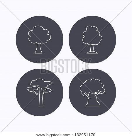 Pine tree, oak-tree icons. Forest trees linear signs. Flat icons in circle buttons on white background. Vector