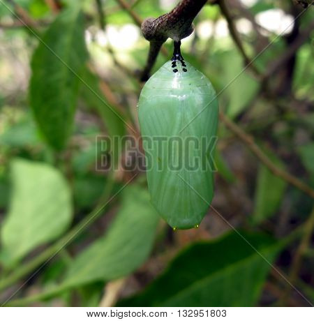 Monarch butterfly cocoon or chrysalis hanging from branch with green leaves in the background.  Pattern of butterfly inside is starting to show.