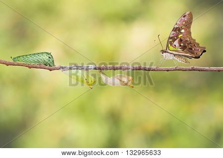 Tailed Jay Butterfly With Chrysalis And Caterpillar