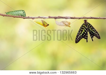 Tailed Jay Butterfly With Chrysalis And Caterpillar