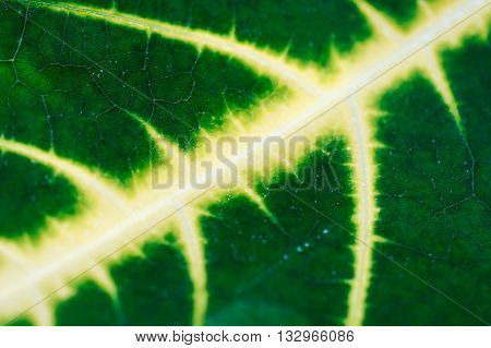 Close up  of green leaf , background , texture