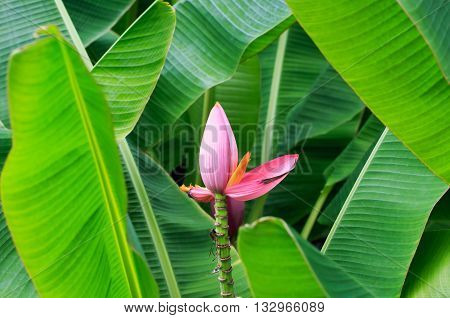 beautifly Banana blossom in the garden, Banana flower