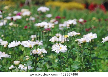 Blooming flowers in a botanical garden. Selective focus.