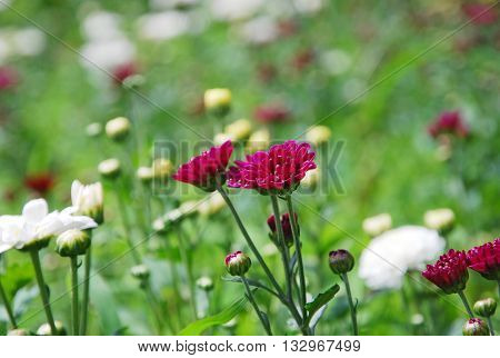 Blooming flowers in a botanical garden. Selective focus.