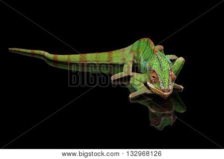 Panther chameleon resting on Black Mirror with tail , Isolated Background