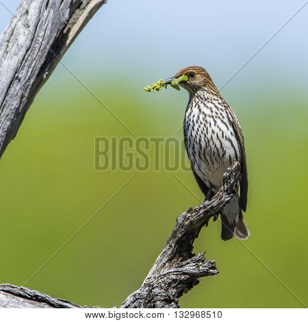 Specie Cinnyricinclus leucogaster family of Sturnidae, female violet backed starling nesting in Kruger Park