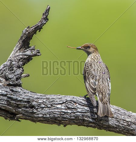 Specie Cinnyricinclus leucogaster family of Sturnidae, female violet backed starling nesting in Kruger Park
