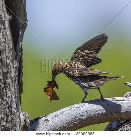 Specie Cinnyricinclus leucogaster family of Sturnidae, female violet backed starling nesting in Kruger Park
